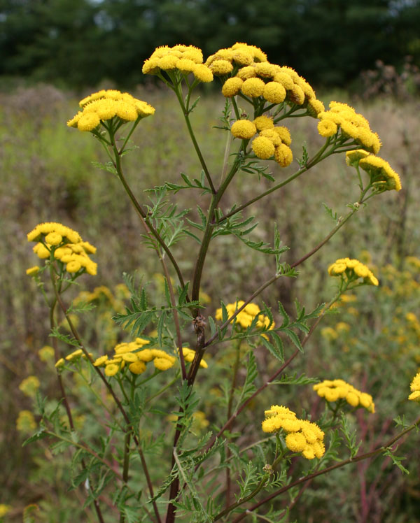 Tanacetum vulgare / Tanaceto